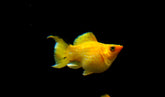 Golden Balloon Molly “C” Shape Tail